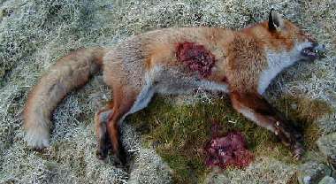 208 Yard Fox